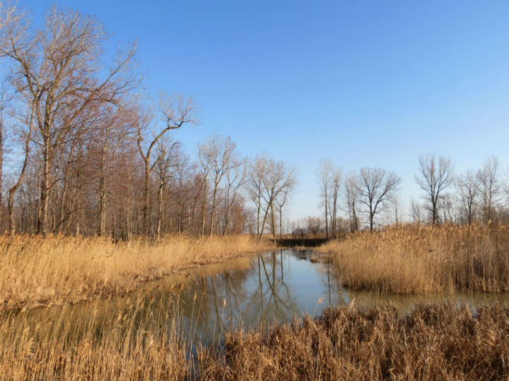 Herp habitat